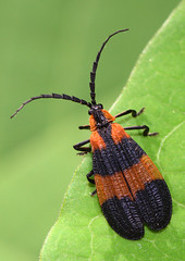 Lycidae - Net-winged Beetles