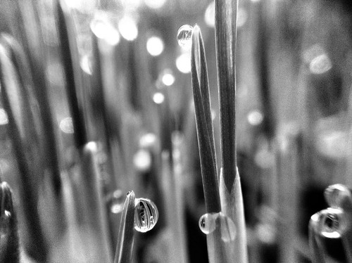 Jewel encrusted morning dew on grass this morning