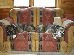 Two Boxers Sharing a Sofa