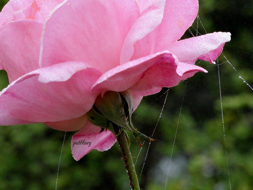 Pink rose and cobwebs 