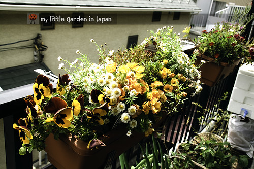 my little garden in japan 2012 3