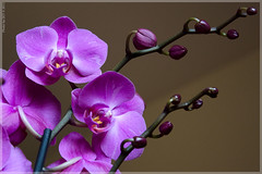 Orchidea phalaenopsis superiore