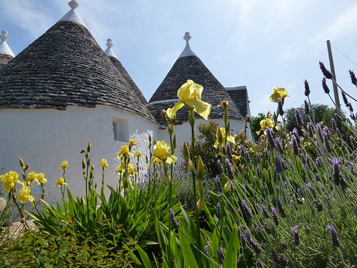 cones, irises and lavender