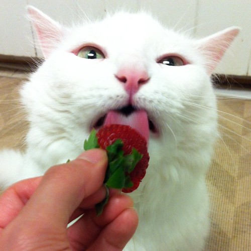 Nilla likes strawberries.