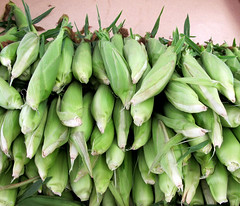Sweet White Corn, Lewis Orchards, Farm Market IMG_2694