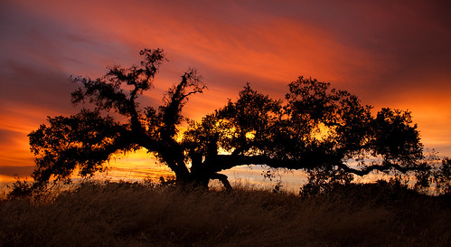 無料写真素材|自然風景|樹木|朝焼け・夕焼け|風景アメリカ合衆国