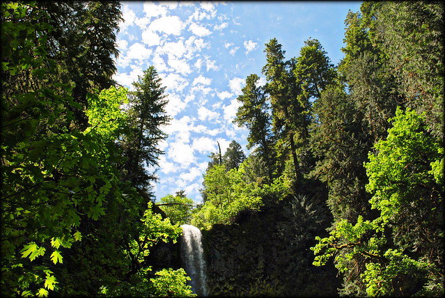 Pup Creek Falls under blue skies - Clackamas River Trail