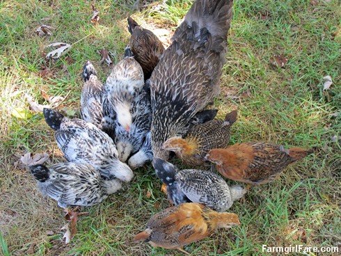 (4) Specksy and 11 of her 12 big chicks - FarmgirlFare.com