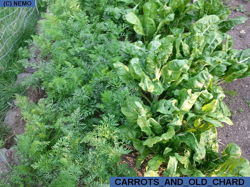 carrots_and_old_chard