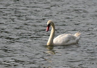 Furman Swan
