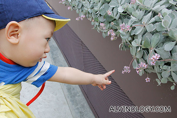 Asher pointing out a small violet flower