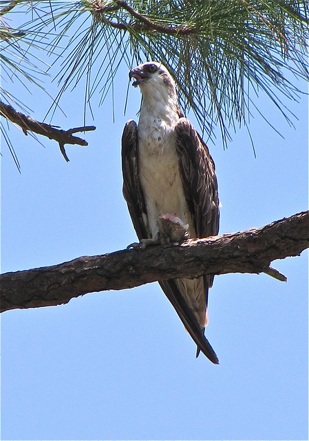 Osprey at Honeymoon Island State Park in Pinellas County, FL 04