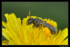 Hymenoptera/Andrenidae