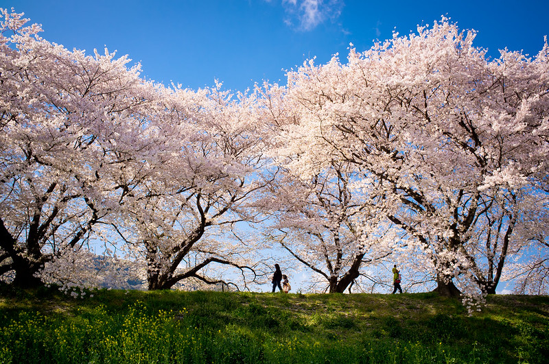 sakura '12 - cherry blossoms #8 (Sewari-tei, Kyoto)