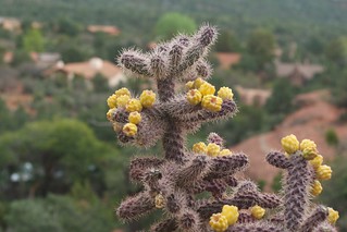cholla cactus à fleur jaune