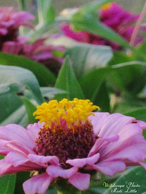 flower8