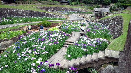 赤塚山公園花しょうぶまつり