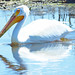 White Pelican  1
