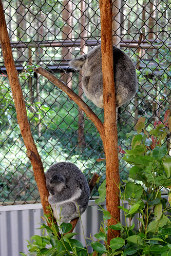 The sleeping koalas