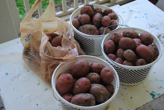 potatoes from the garden