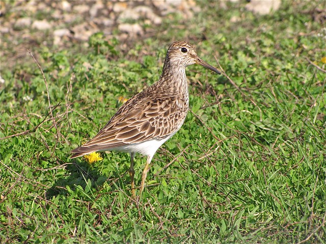 Pectoral Sandpiper at Gridley Wastewater Treatment Ponds 01