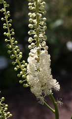 Actaea racemosa - Traubensilberkerze, Wanzenkraut