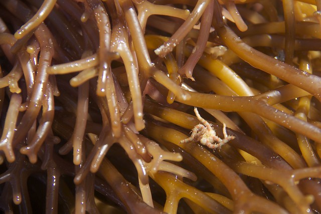 Brittle Star on Kelp Holdfast