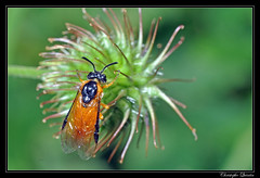 Hymenoptera/Argidae