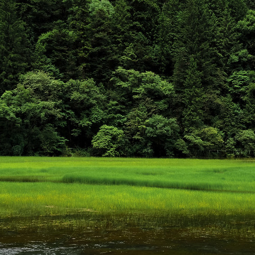 無料写真素材|自然風景|田園・農場|森林|緑色・グリーン