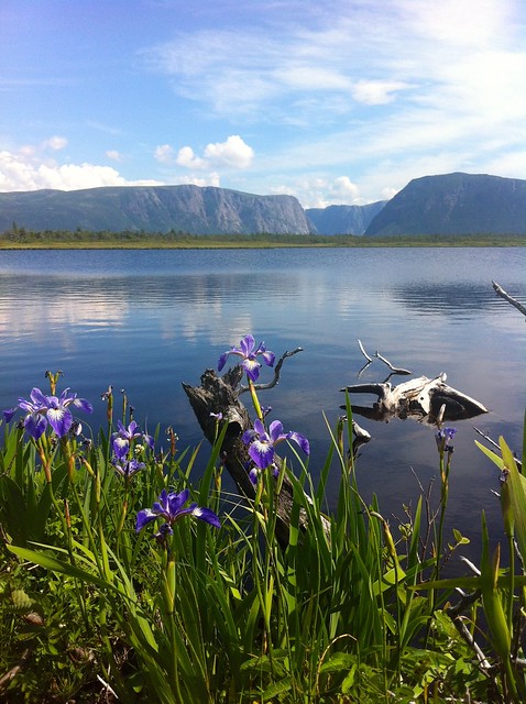 Flowers and Western Brook Pond