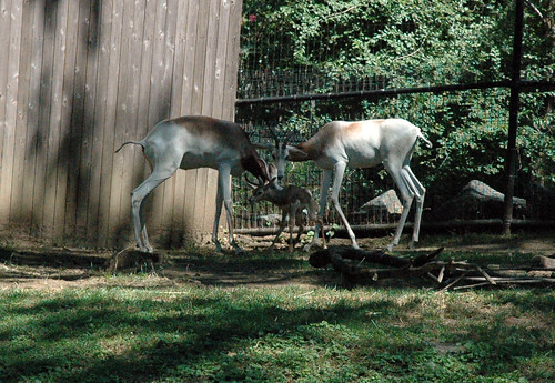 Dama Gazelle Born at the Smithsonian’s National Zoo by Smithsonian's National Zoo