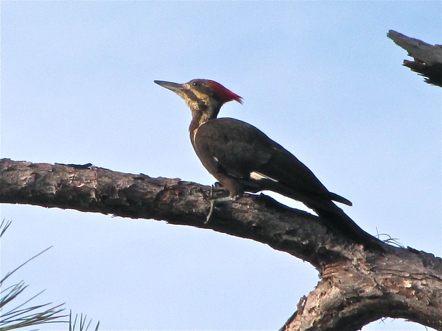 Pileated Woodpecker at Oscar Scherer State Park in Sarasota County, FL 04
