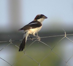 Kefalonia Wildlife - July 2012