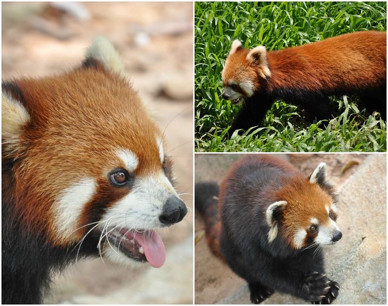 Zoo Collage 4 (Red Panda's)