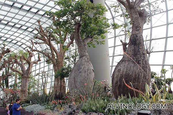 Closer look at the Baobabs