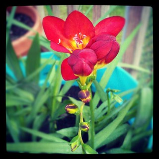 First #freesia bloom #containergarden #flower #summer #deck