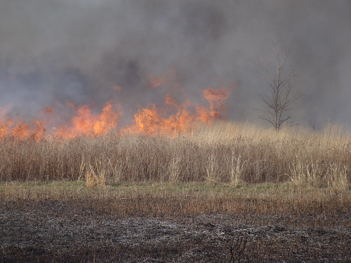 Fire in the Tallgrass Prairie