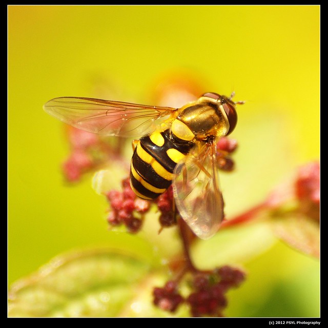 Unknown Syrphid (Family Syrphidae)