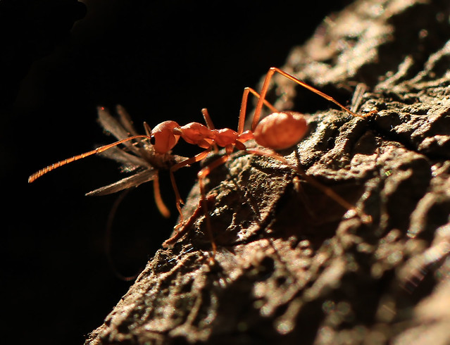 Weaver Ants with hunt