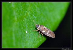 Heteroptera/Piesmatidae