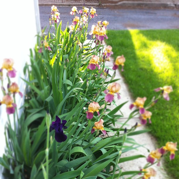 The irises love living next to the garage.