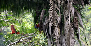 Cohune palm seeds eaten by macaw as another flies away CROP