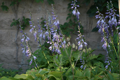 hosta flowers