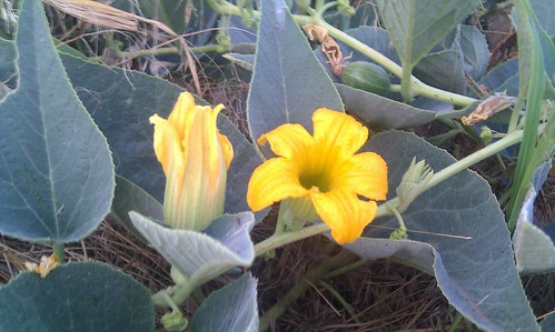 The gourd vine doesn't worry about its low reputation and makes beautiful blooms anyway.