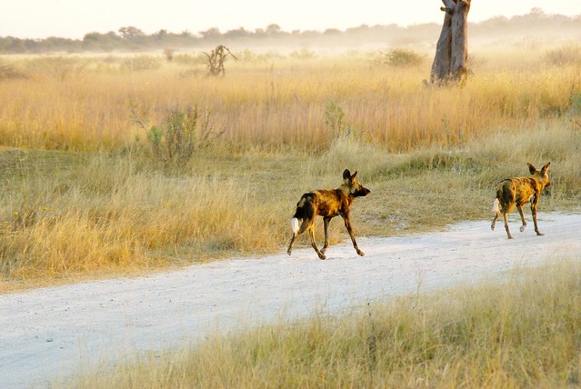 moremi game reserve, botswana, africa