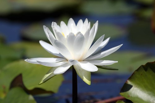 Water Lily, Chenango Lake