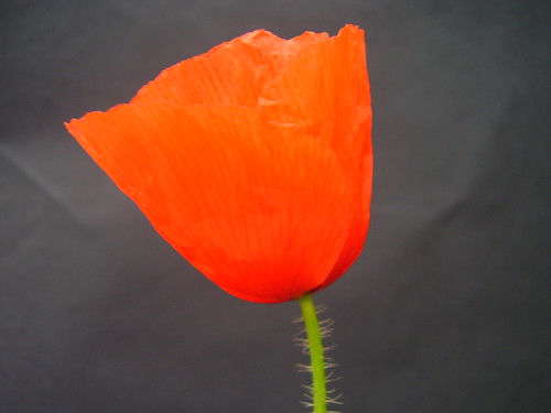 June 2012 027 Papaver rhoeas - Field poppy by monica_meeneghan