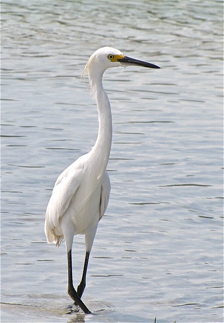 Snowy Egret at Fort DeSoto in Pinellas County, FL 09