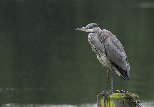 Grey heron in the rain 8