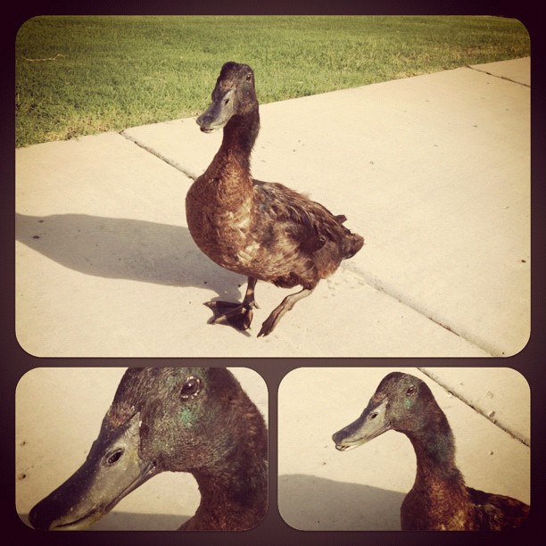 Bold Ducky